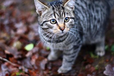 Close-up portrait of cat