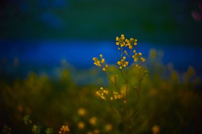 Close-up of yellow flower