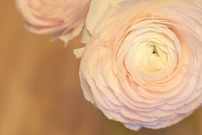 Close-up of white rose