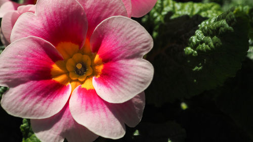 Close-up of pink flowering plant in park