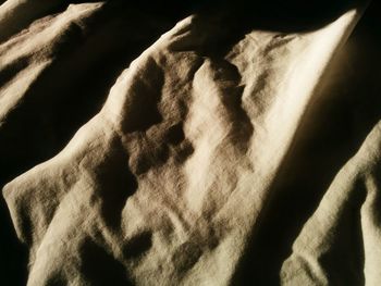 Close-up of a cat