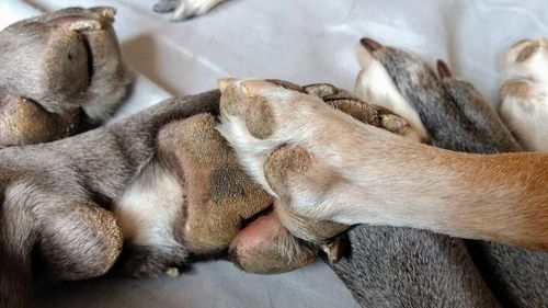 High angle view of dog sleeping