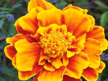 Close-up of yellow marigold blooming outdoors