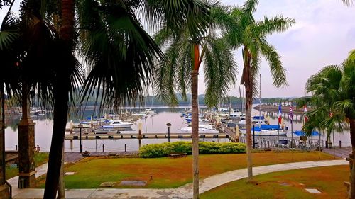 Palm trees by swimming pool against sky