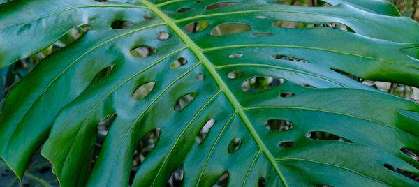Green leaf of monstera grows in wild climbing tree jungle, rainforest plants evergreen vines bushes