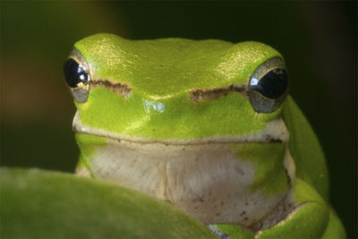 Close-up of frog on green leaf