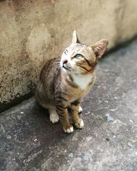 Portrait of cat sitting outdoors