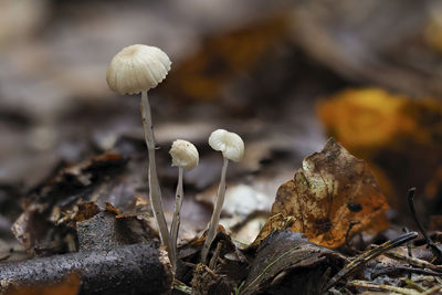 Close-up of mushrooms growing on land