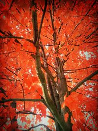 Red maple leaves on tree