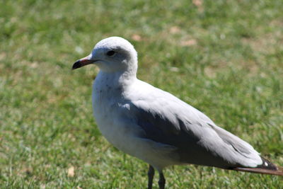 Close-up of bird perching on grass