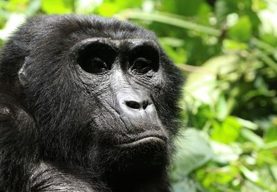 Close-up portrait of a monkey