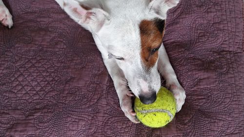 High angle view of dog sleeping