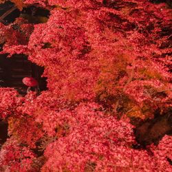 High angle view of pink flowering plants during autumn