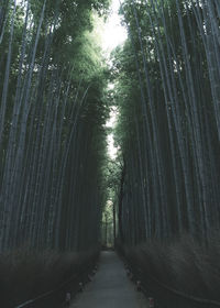 Empty road along trees in forest