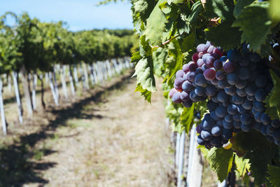 Close-up of grapes growing on vine