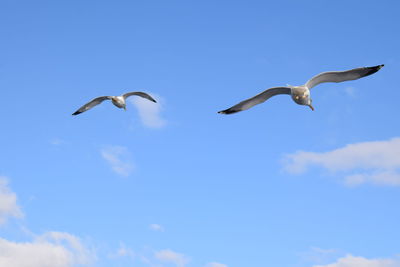 Low angle view of seagulls flying in sky