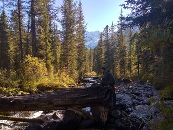 Side view of man sitting on fallen tree in forest