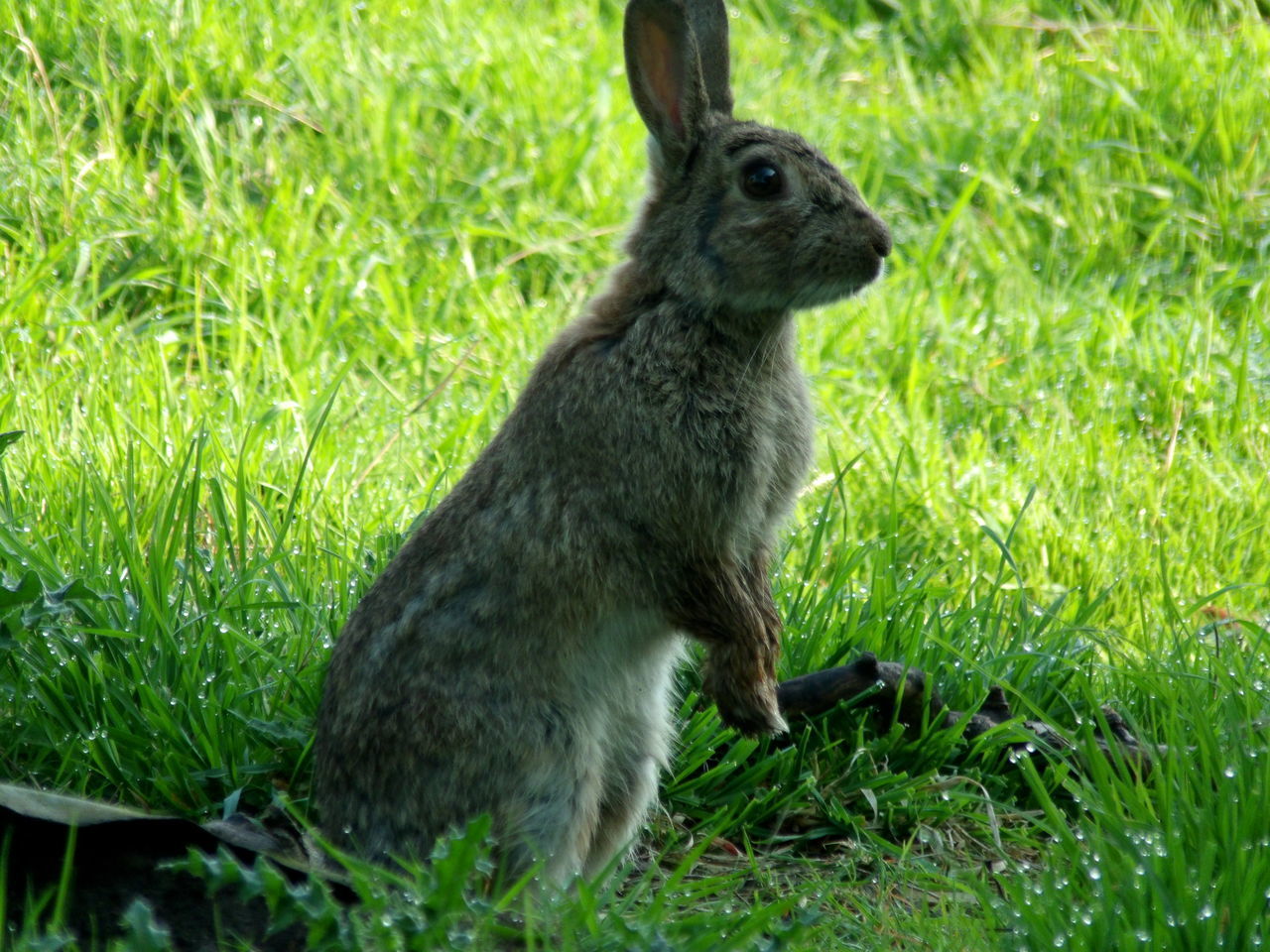 CLOSE-UP OF RABBIT ON GRASSY FIELD