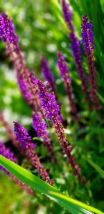 Close-up of purple flowering plant in field