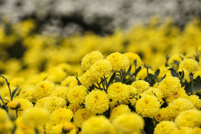 Close-up of yellow flowers