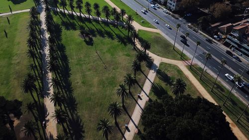 High angle view of palm trees on road