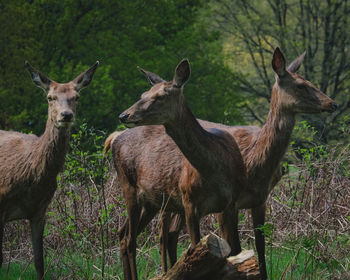 Deer standing on field