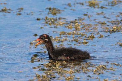 Bird swimming in lake