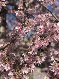 Close-up of cherry blossom tree