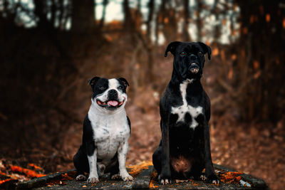 Close-up portrait of dogs sitting in forest