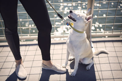 Low section of woman with dog by railing against river on sunny day