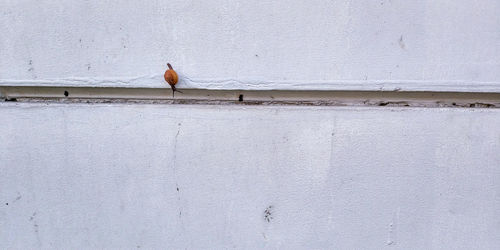 Birds perching on wall