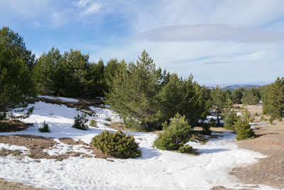 Small snowfall in the forest in valdelinares, spain