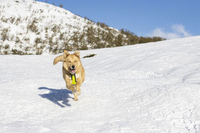 Cream colored border collie cross dog in the snow