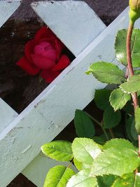 High angle view of red rose blooming outdoors