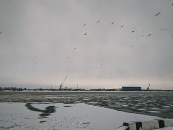 Birds flying over sea against sky