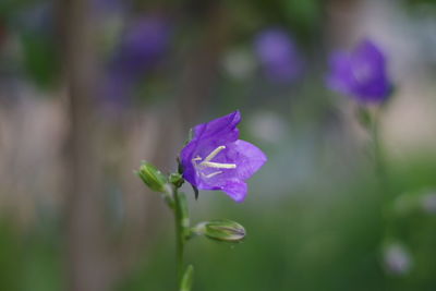 Close-up of purple flower