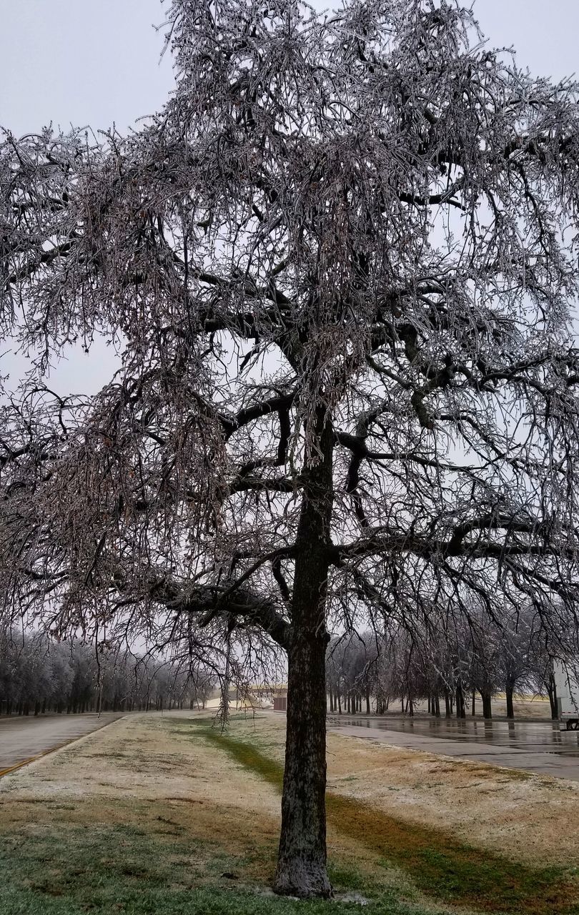 TREES IN PARK