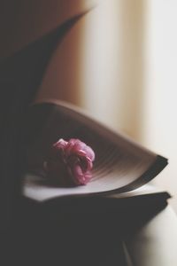 Close-up of pink rose