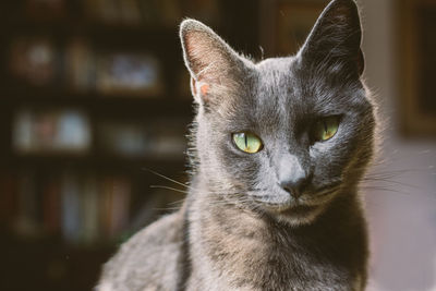 Close-up portrait of a cat