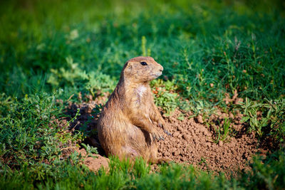 Side view of a reptile sitting on field