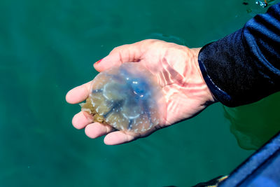 Holding a tiny baby jellyfish.