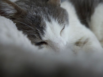 Close-up of cat sleeping