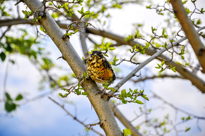 Portrait of bird perching on tree