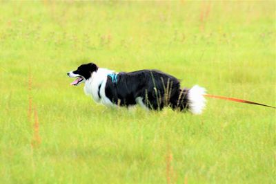 Black dog lying on grass