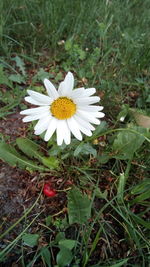 High angle view of white daisy flower on field