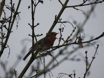 Low angle view of bird perching on tree against sky