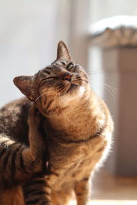 Portrait of tabby cat at home