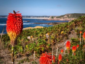 Close-up of red flowers on sea shore
