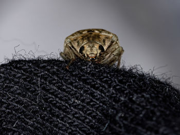 Close-up of an insect over black background