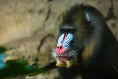 Close-up portrait of monkey